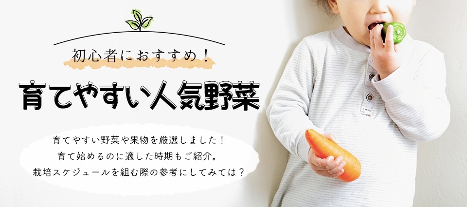 初心者におすすめ！育てやすい人気野菜