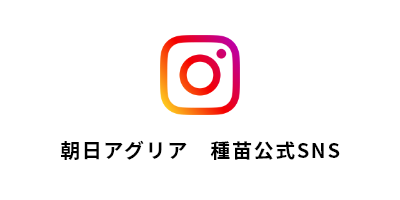 Instagram　朝日アグリア　種苗公式SNS